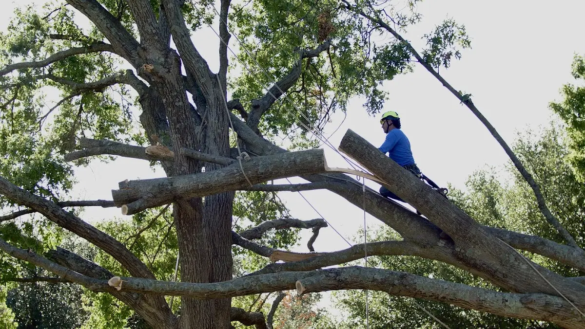 Professional Crown Thinning performed by certified arborists in Riggins